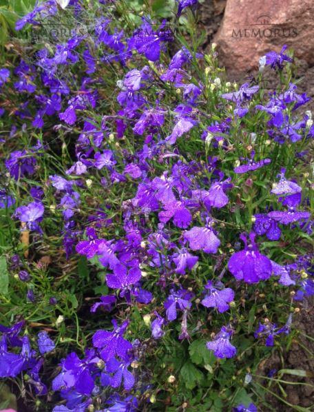 Kapas apželdintas violetine krūmine lobelija