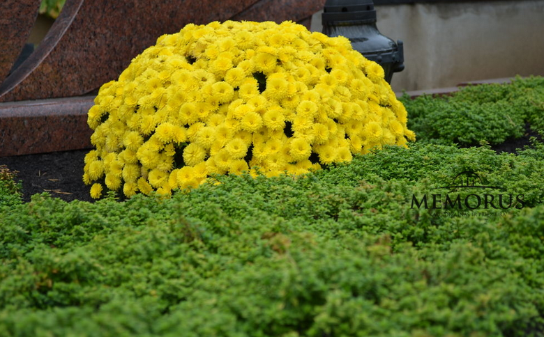 Kapo apželdinimas geltonomis gėlėmis
